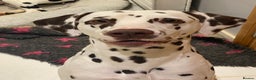 Dalmatian dogs for stud: Kc Reg Proven stud Dalmatian  in Ormskirk - Advert 10