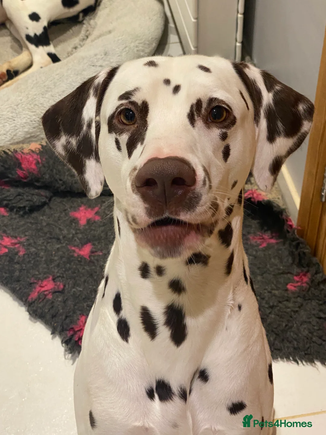 Dalmatian dogs for stud: Kc Reg Proven stud Dalmatian  in Ormskirk - Advert 10