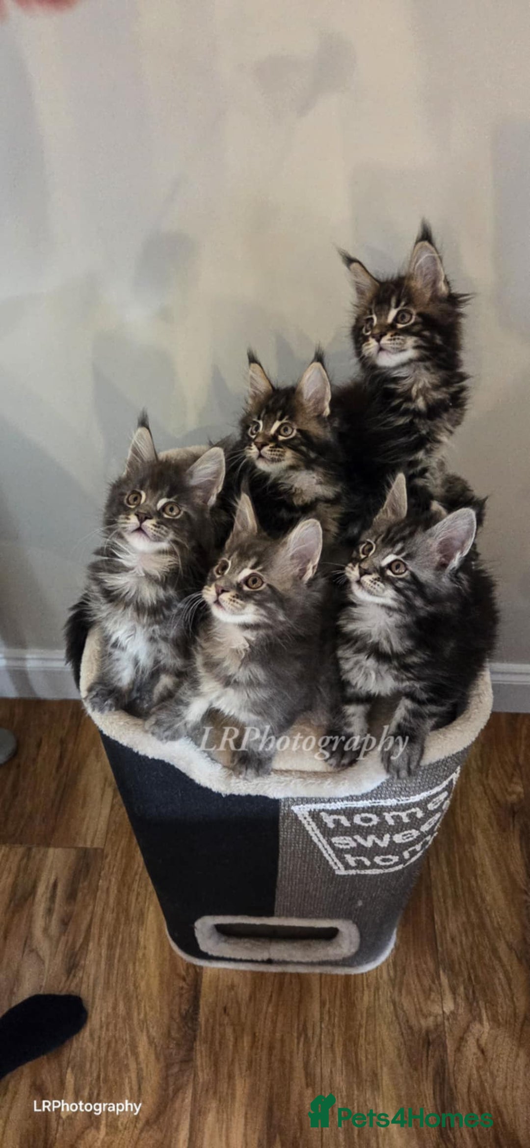 Maine Coon cats for sale: TICA REGISTERED MAINE COONS - Advert 1