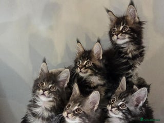 Maine Coon cats TICA REGISTERED MAINE COONS - Advert 1
