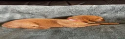 Labrador Retriever dogs for sale: Top Quality Fox Red Labradors - Advert 8