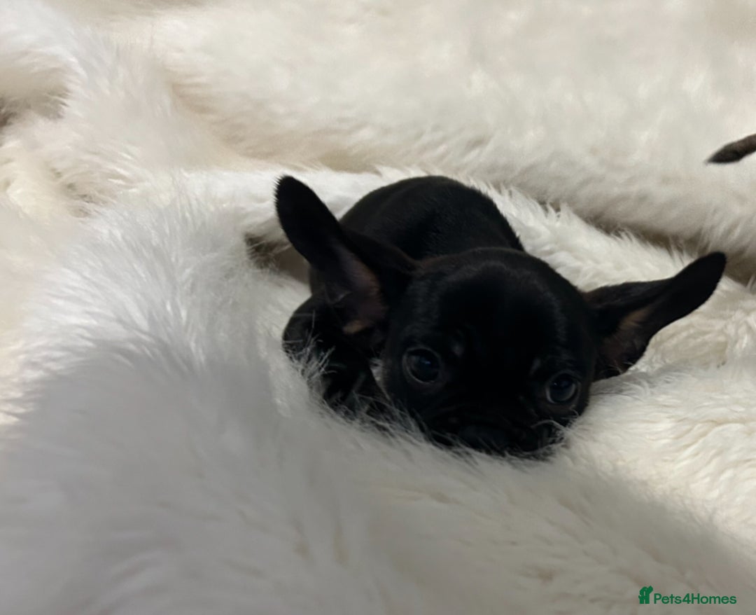 French Bulldog dogs for sale: French Bulldog pups - Advert 7