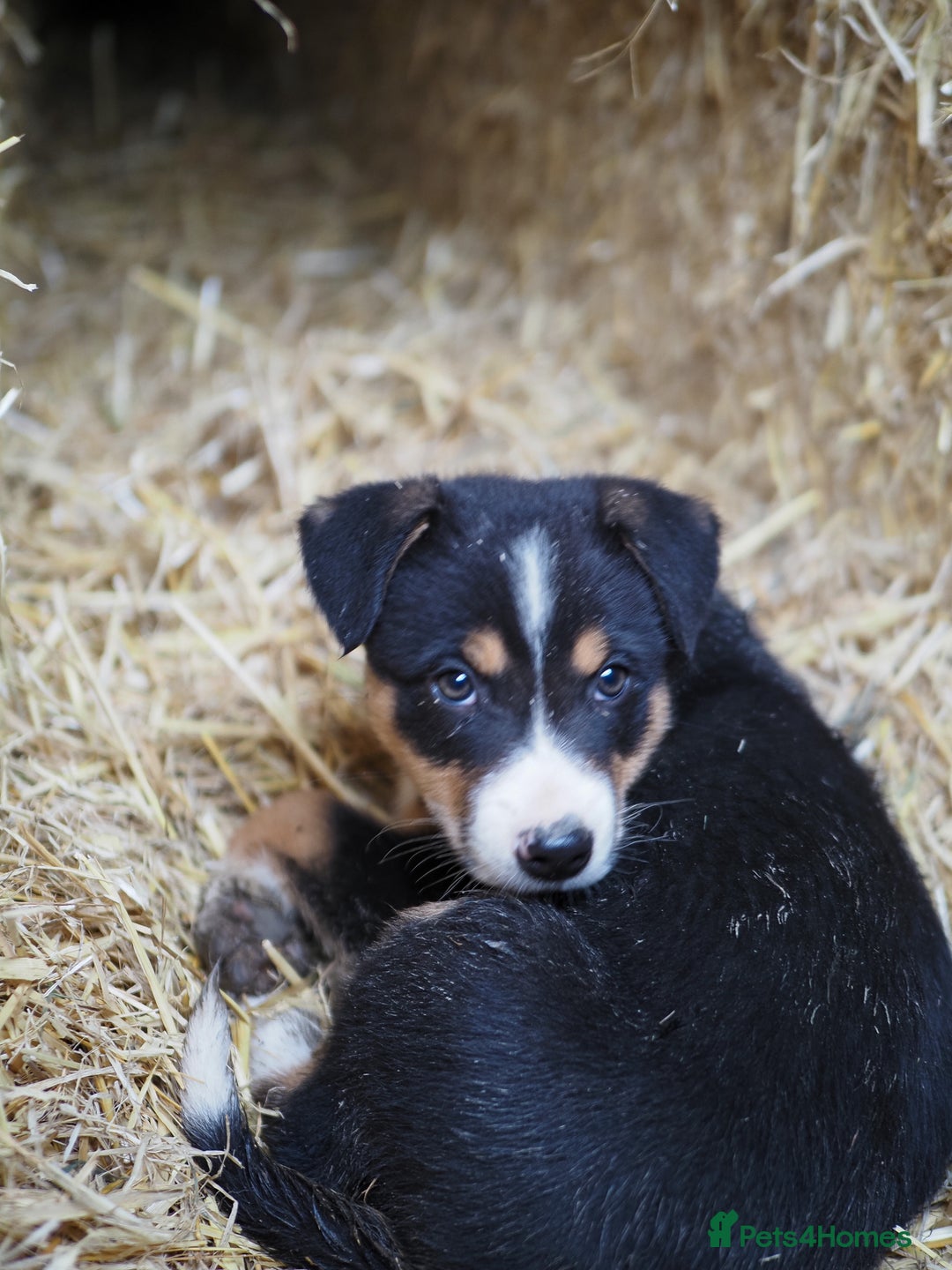 Mixed Breed dogs for sale: Collie cross puppies  - Advert 2