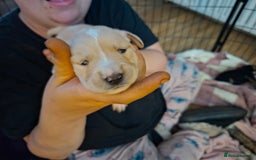 Mixed Breed dogs for sale: 9 f1 border retreiver pups  - Image 9