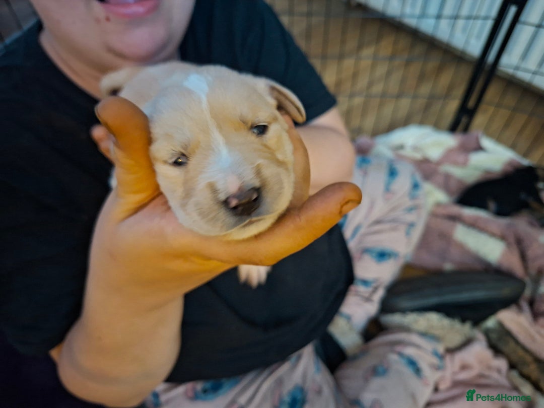 Mixed Breed dogs for sale: 9 f1 border retreiver pups  - Image 9
