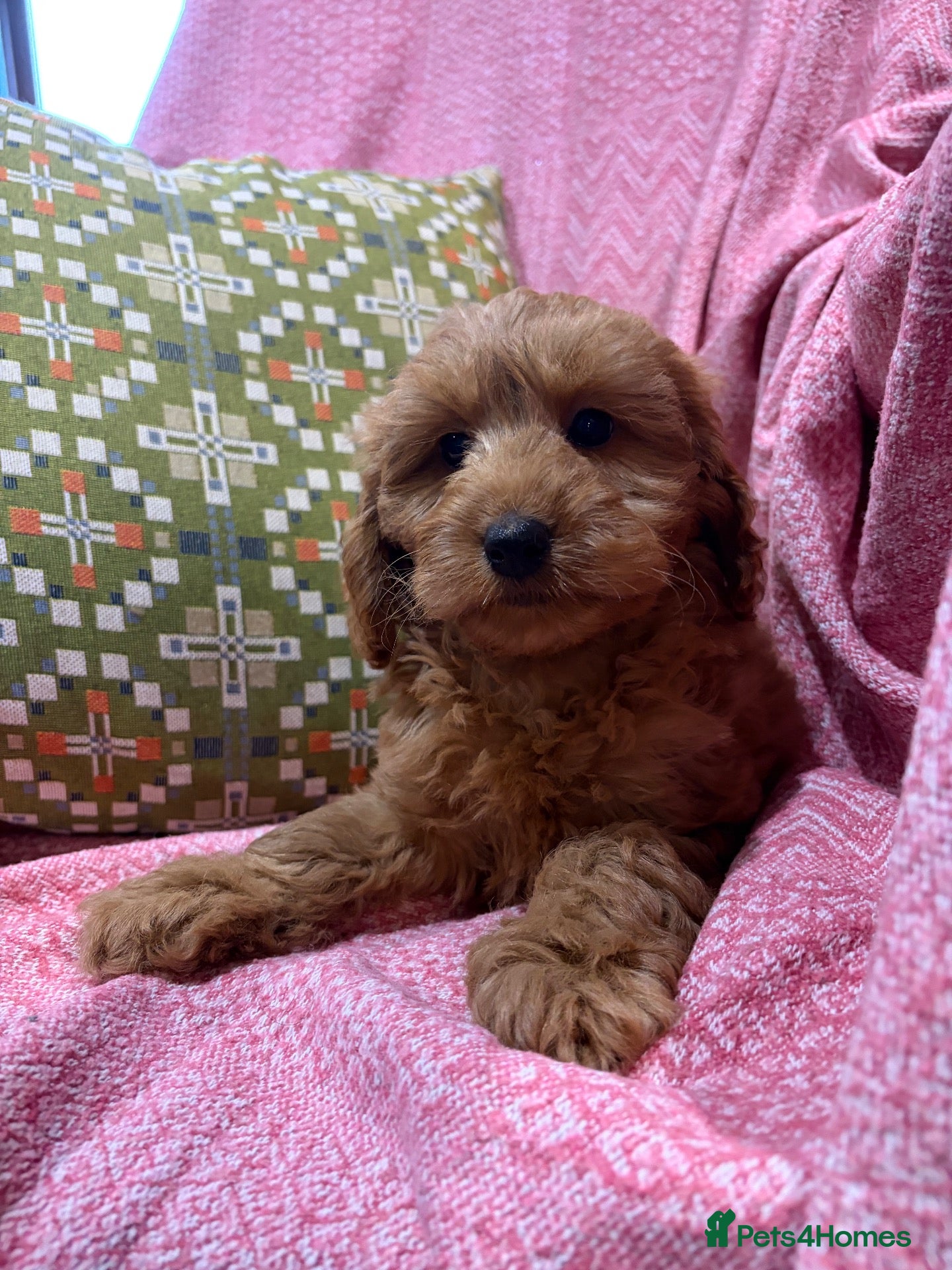Cockapoo dogs cockapoo puppies ready friday*licensed breeder* - Advert 2