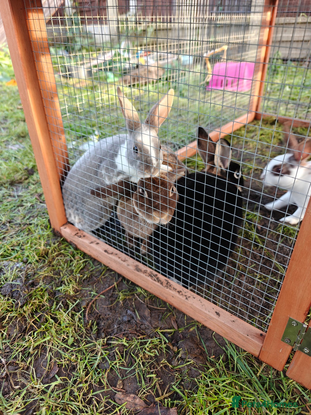 Rex rabbits for sale: Mini Rex Does - Advert 31