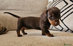 Miniature Dachshund dogs for sale: *CHAMPION LINES* Miniature Dachshund puppies - Image 10