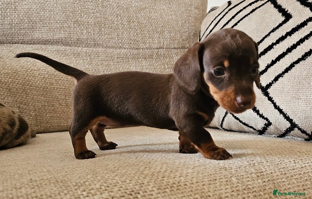 Miniature Dachshund dogs for sale: *CHAMPION LINES* Miniature Dachshund puppies - Image 10