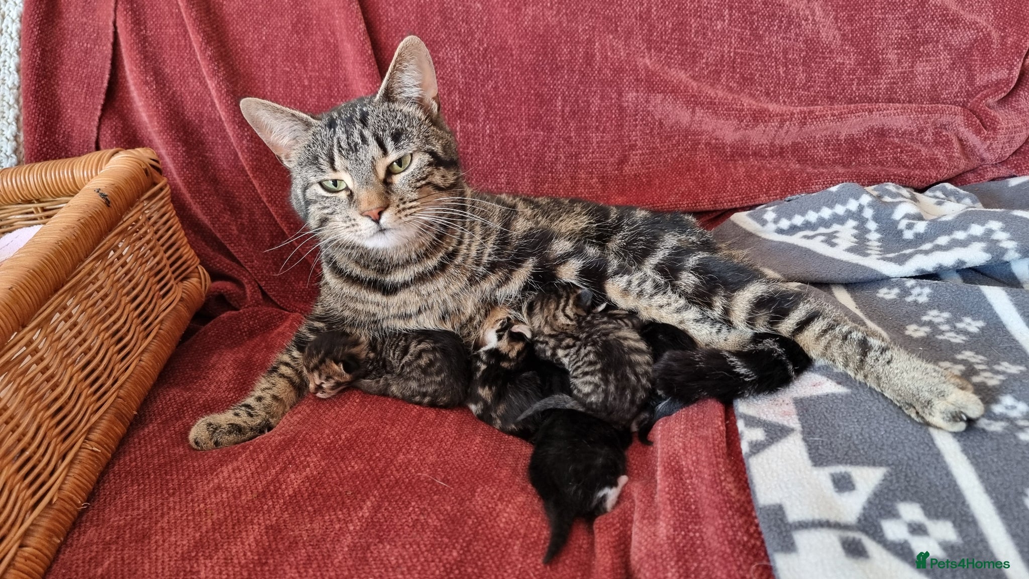 Mixed Breed cats for sale: BONDED PAIR bro/sis kittens - Advert 5