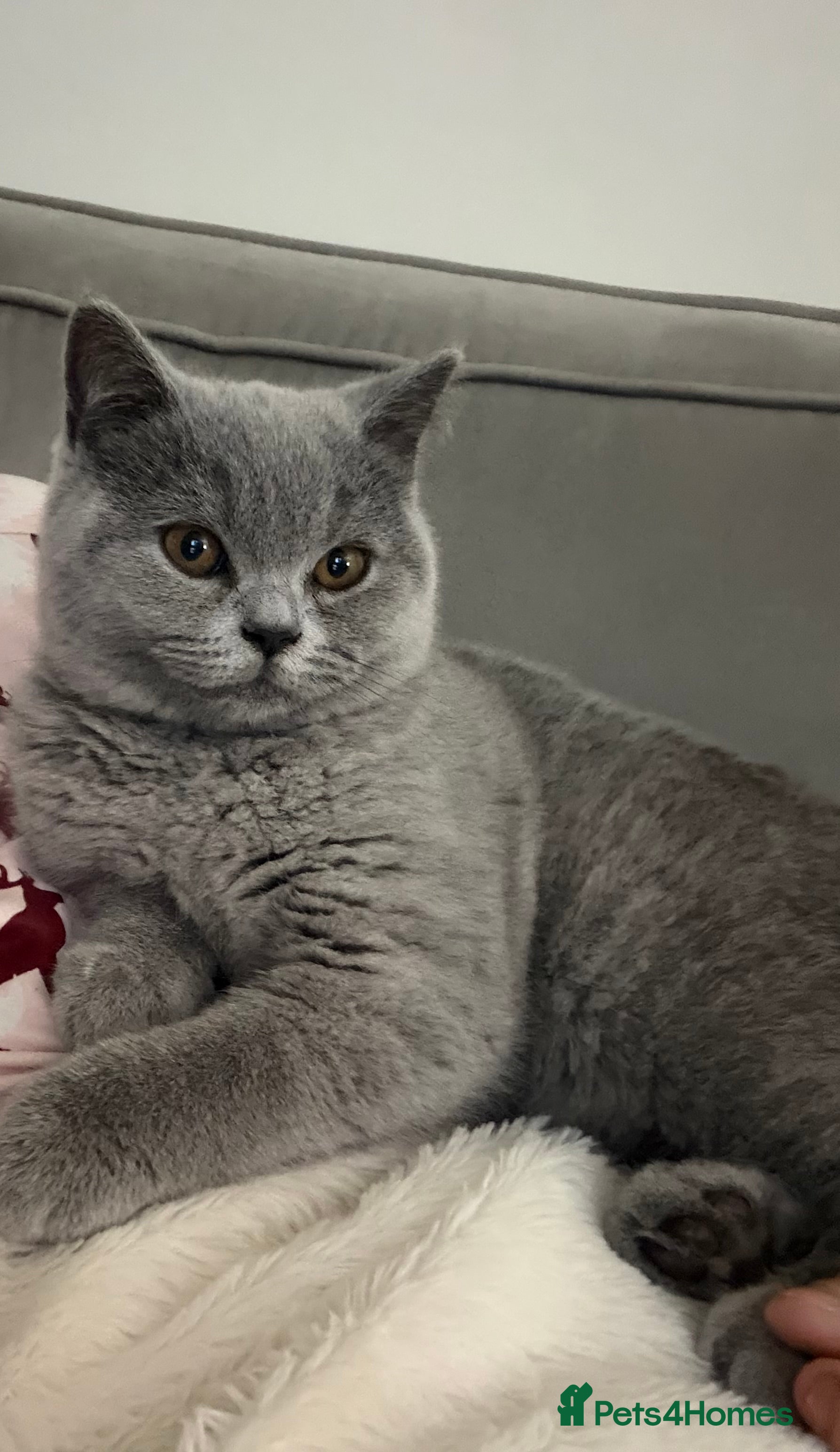 British Shorthair cats Gorgeous British Shorthair Female Kitten - Advert 5