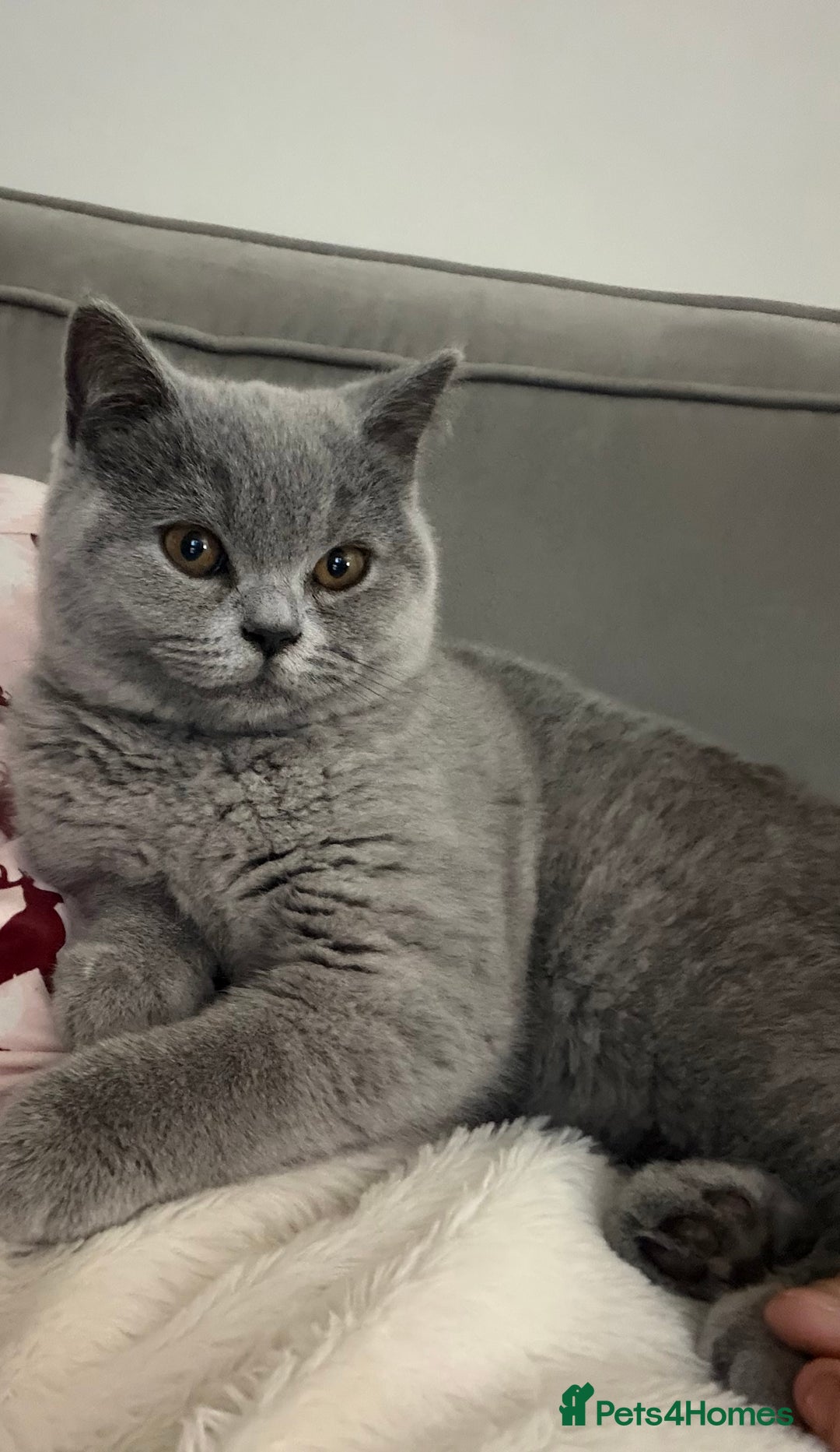 British Shorthair cats for sale: Gorgeous British Shorthair Female Kitten - Advert 5