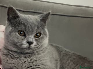 British Shorthair cats Gorgeous British Shorthair Female Kitten - Advert 5