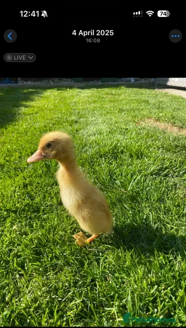 Ducks poultry Rare Duck Hatching Eggs £1.50 each - Advert 2