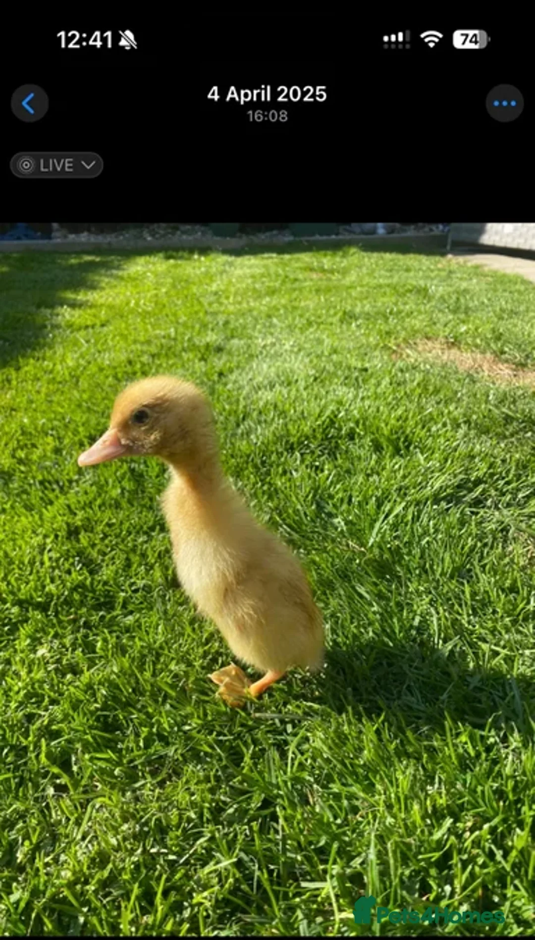 Ducks poultry for sale: Fertile - Duck Hatching Eggs - Advert 2
