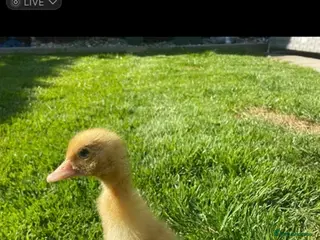 Ducks poultry Fertile - Duck Hatching Eggs - Advert 2