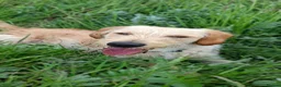 Labradoodle dogs for sale: Beautiful Labradoodle for sale  in Preston - Advert 5