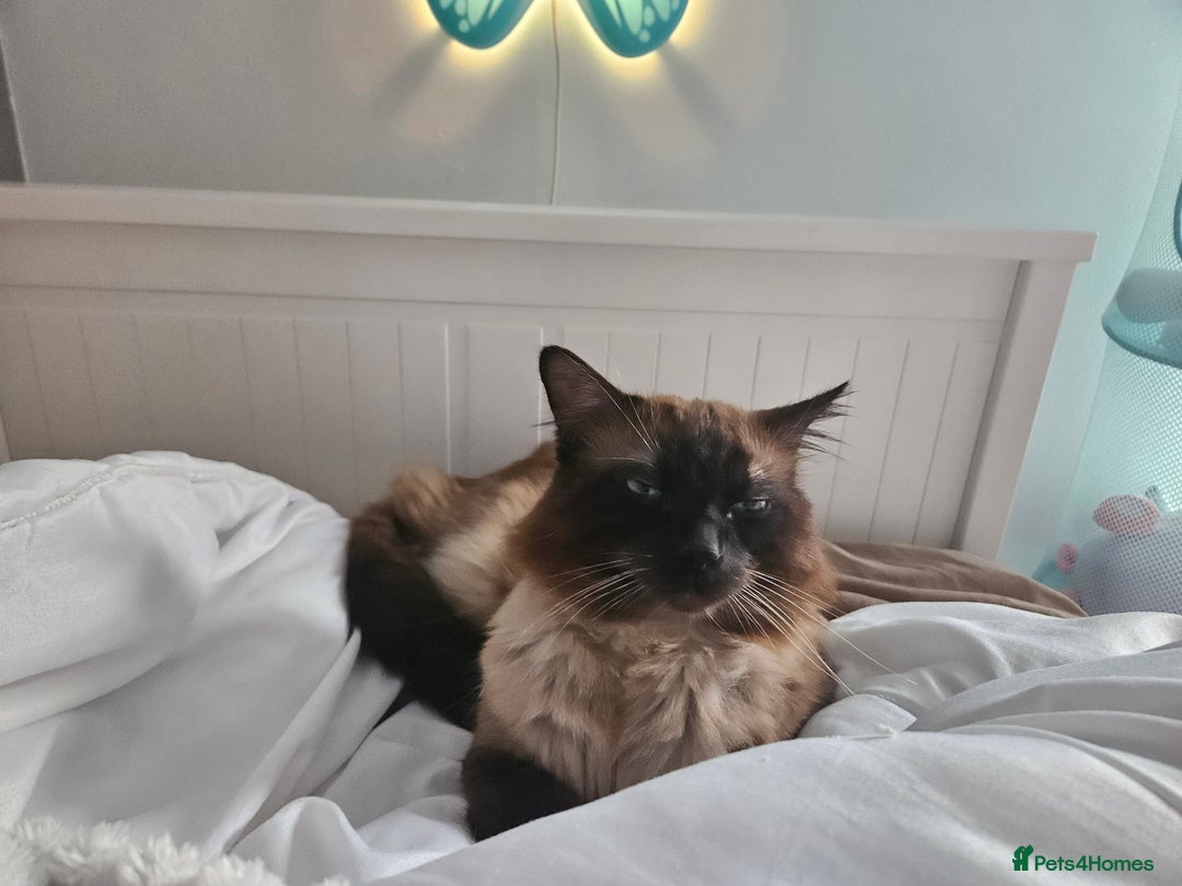 Ragdoll cats for sale: 2 ragdoll cats for rehoming - Image 11