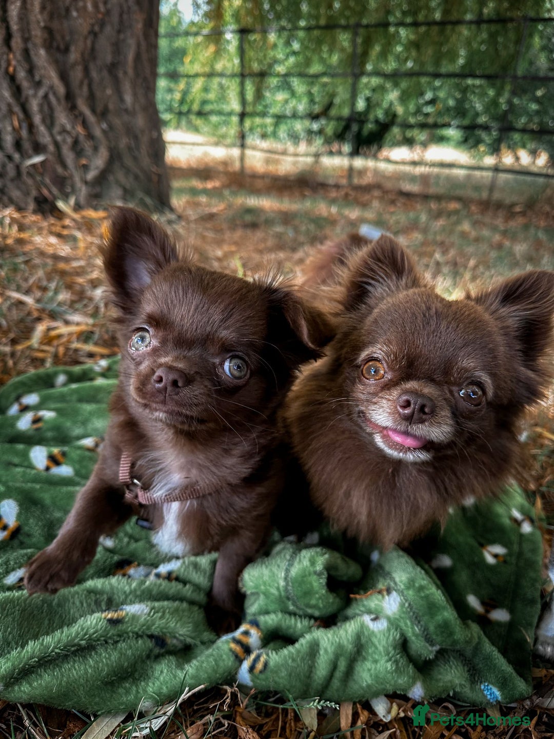 Chihuahua dogs for sale: KC reg LC choc boy - health tested parents  - Image 7