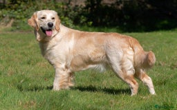 Golden Retriever dogs for sale: KC Golden Retriever Male. 🧬Health Tested Parents - Image 23