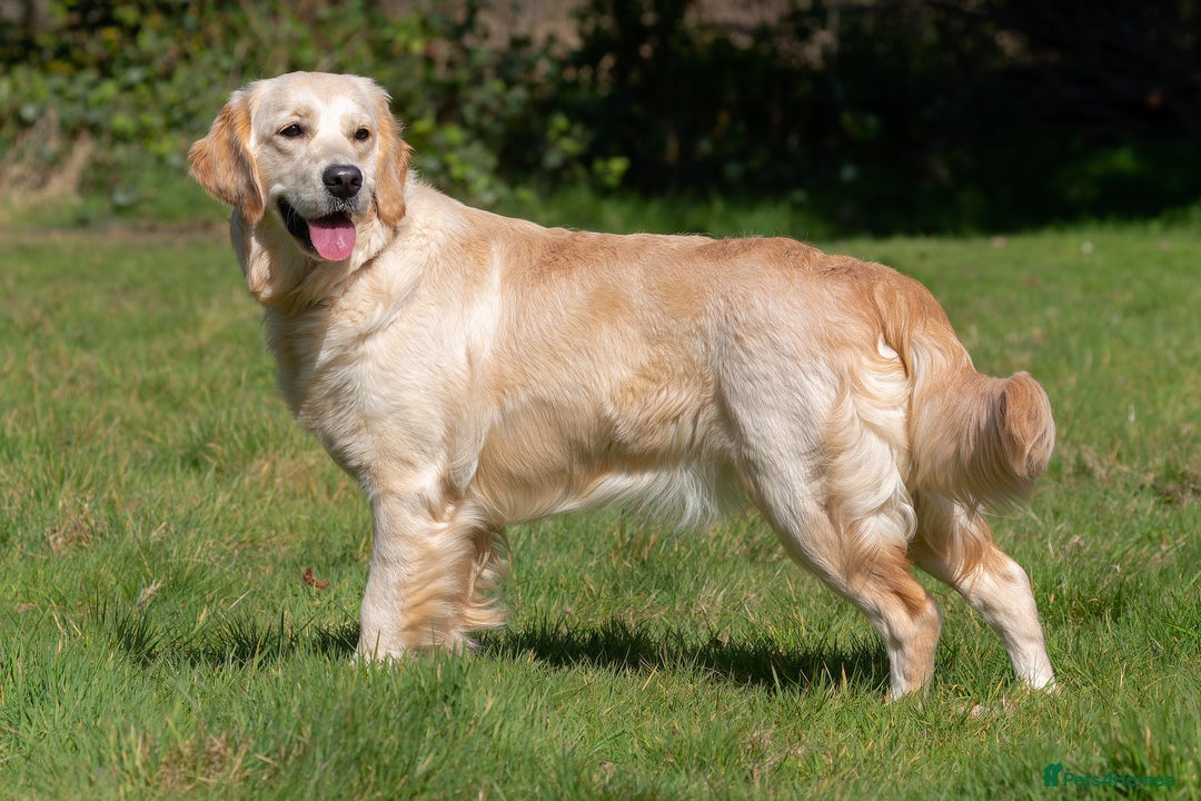 Golden Retriever dogs for sale: KC Golden Retriever Male. 🧬Health Tested Parents - Image 23