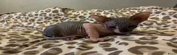 Sphynx cats for sale: Sphynx 2 girls 2 boys Blue  - Advert 9