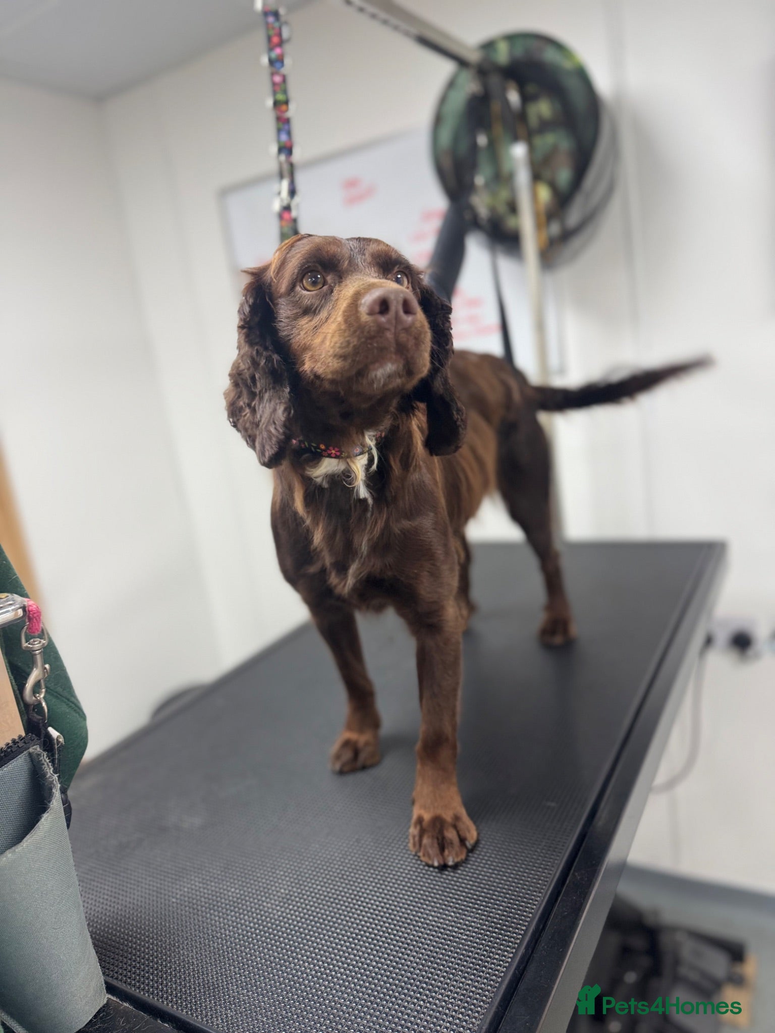 Cocker Spaniel dogs Adult working cocker spaniel  - Advert 2
