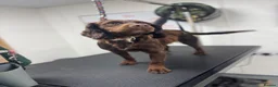 Cocker Spaniel dogs for sale: Adult working cocker spaniel  - Advert 2