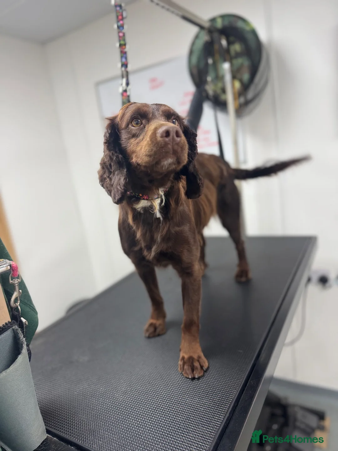 Cocker Spaniel dogs for sale: Adult working cocker spaniel  - Advert 2