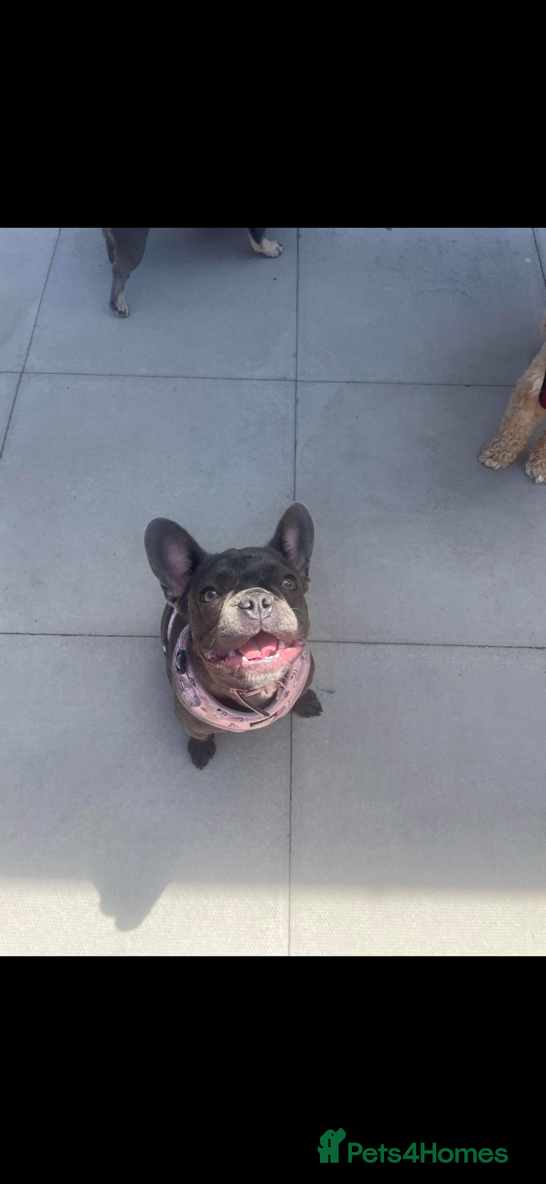 French Bulldog dogs for sale: Female French bulldog  - Advert 4