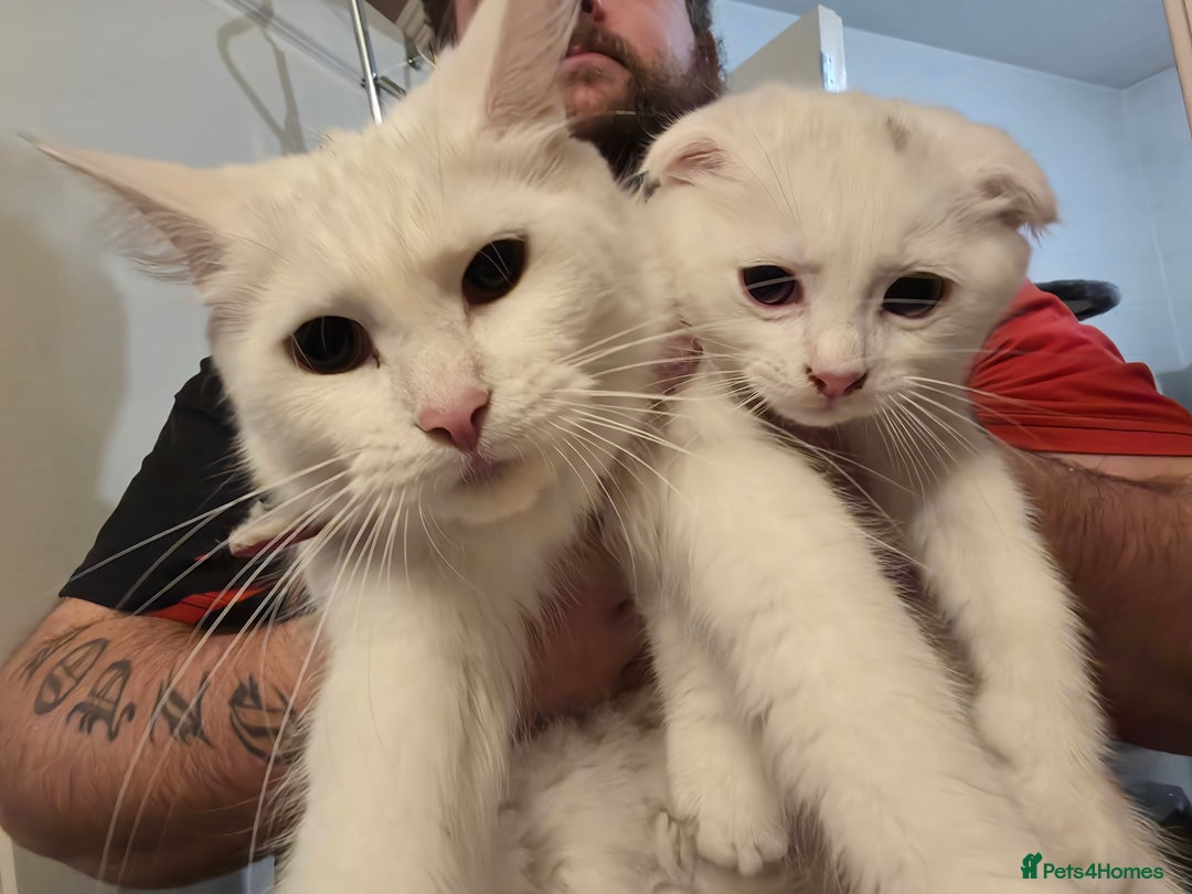 Mixed Breed cats for sale: Scottish fold x maine coon  - Advert 6