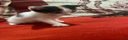 Mixed Breed cats for sale: Cute Kittens needing new home - Advert 1