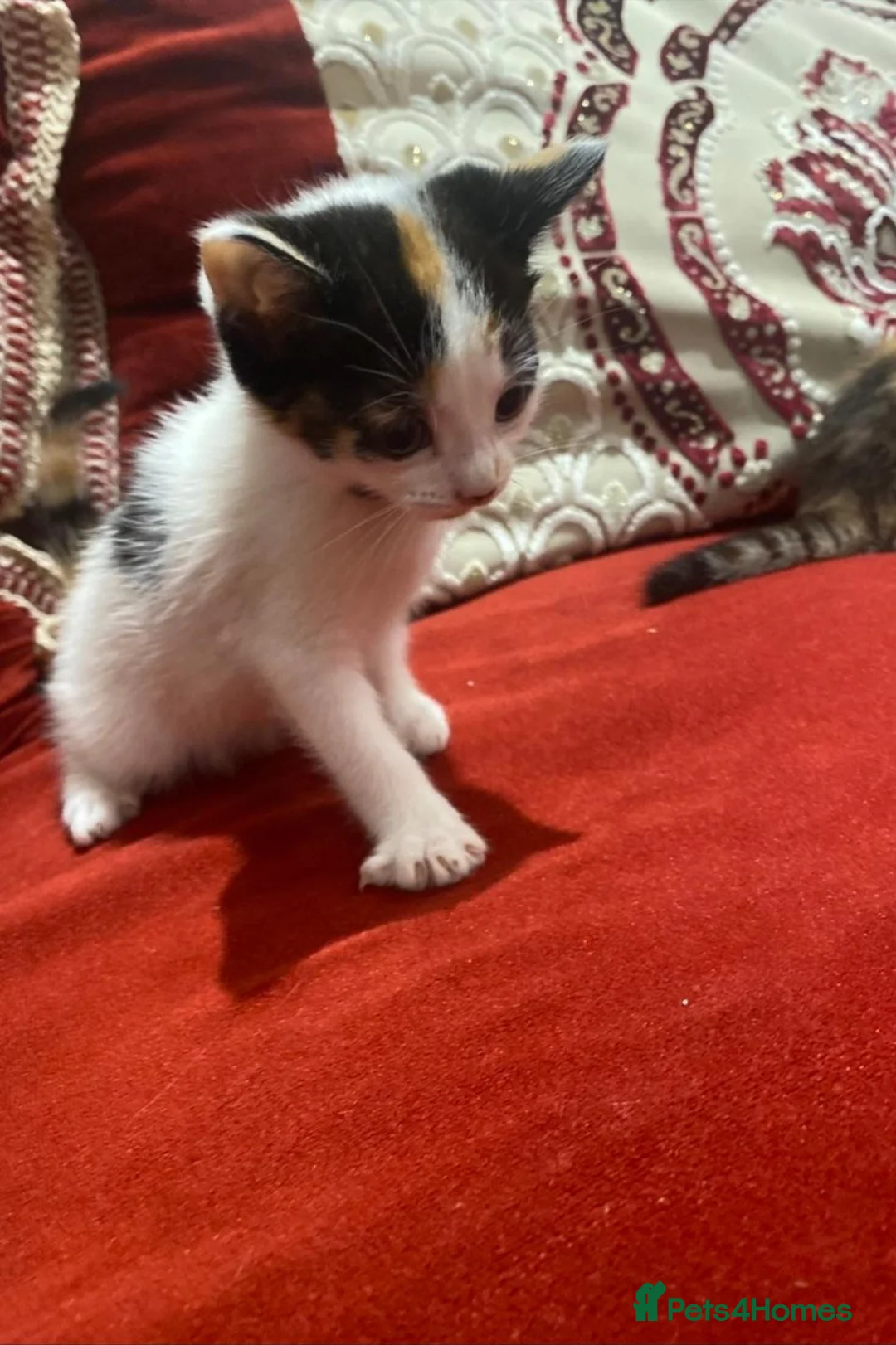 Mixed Breed cats for sale: Cute Kittens needing new home - Advert 1