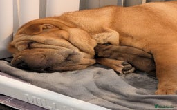 Shar Pei dogs for sale: ONLY 2 LEFT! Beautiful Champion Shar Pei Puppies!  - Image 7