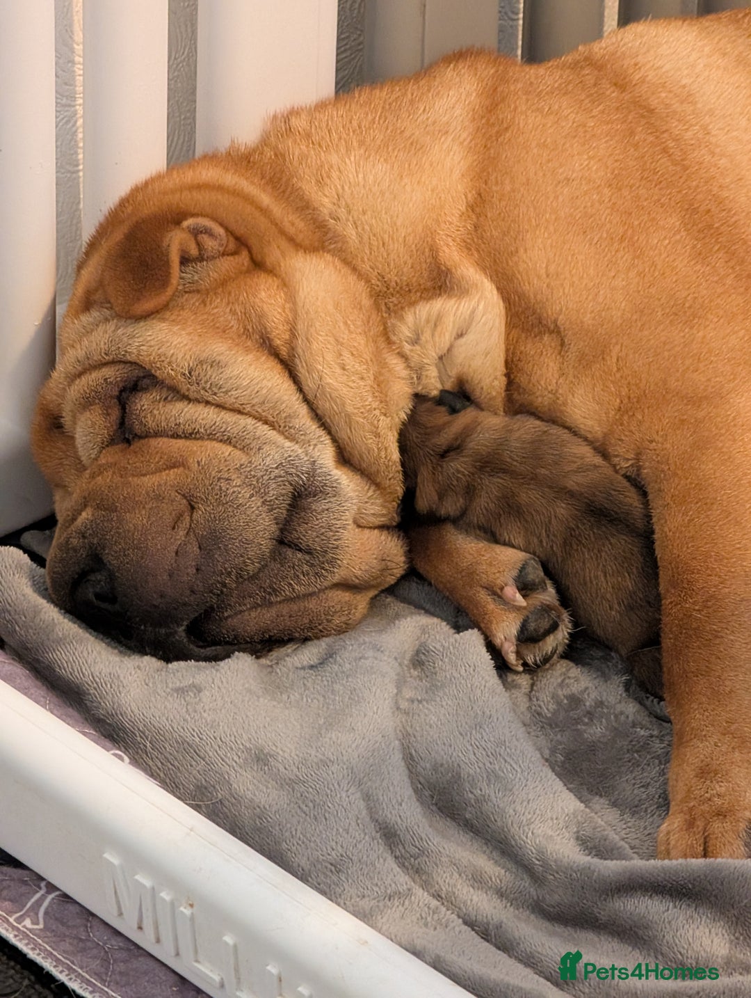 Shar Pei dogs for sale: ONLY 2 LEFT! Beautiful Champion Shar Pei Puppies!  - Image 7