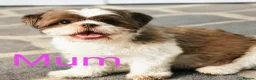 Shih Tzu dogs for sale: ⭐Beautiful colour Shih Tzu Puppies⭐ - Advert 3