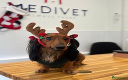 Miniature Dachshund dogs for stud: Meet Tequila – The Heart-Melting Hound! 🐾 - Image 7