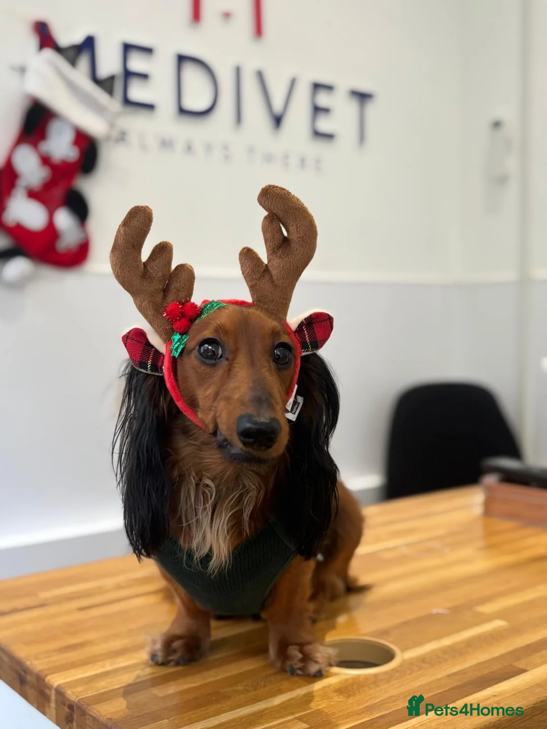 Miniature Dachshund dogs for stud: Meet our beautiful boy Tequila! - Advert 8