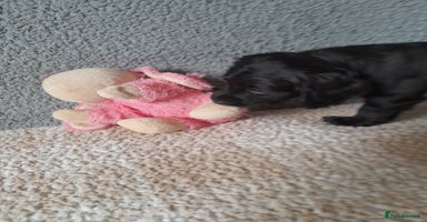 Sprocker dogs - Advert 12