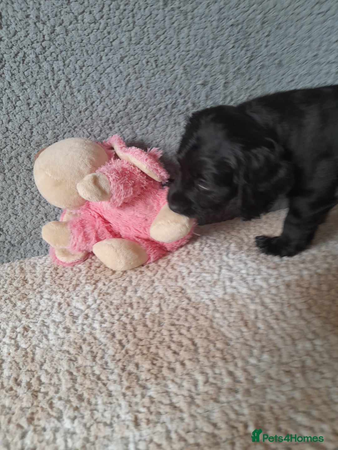 Sprocker dogs for sale: Gorgeous Sprocker girl. - Image 2