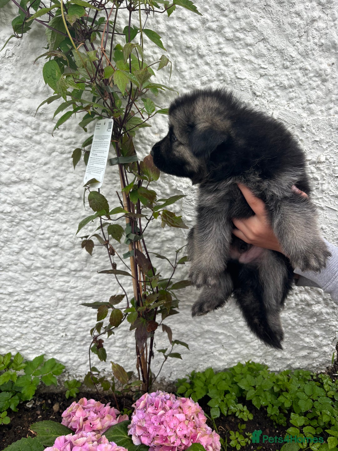 German Shepherd dogs for sale: *Top Quality, Big Chunky Pups* - Image 7