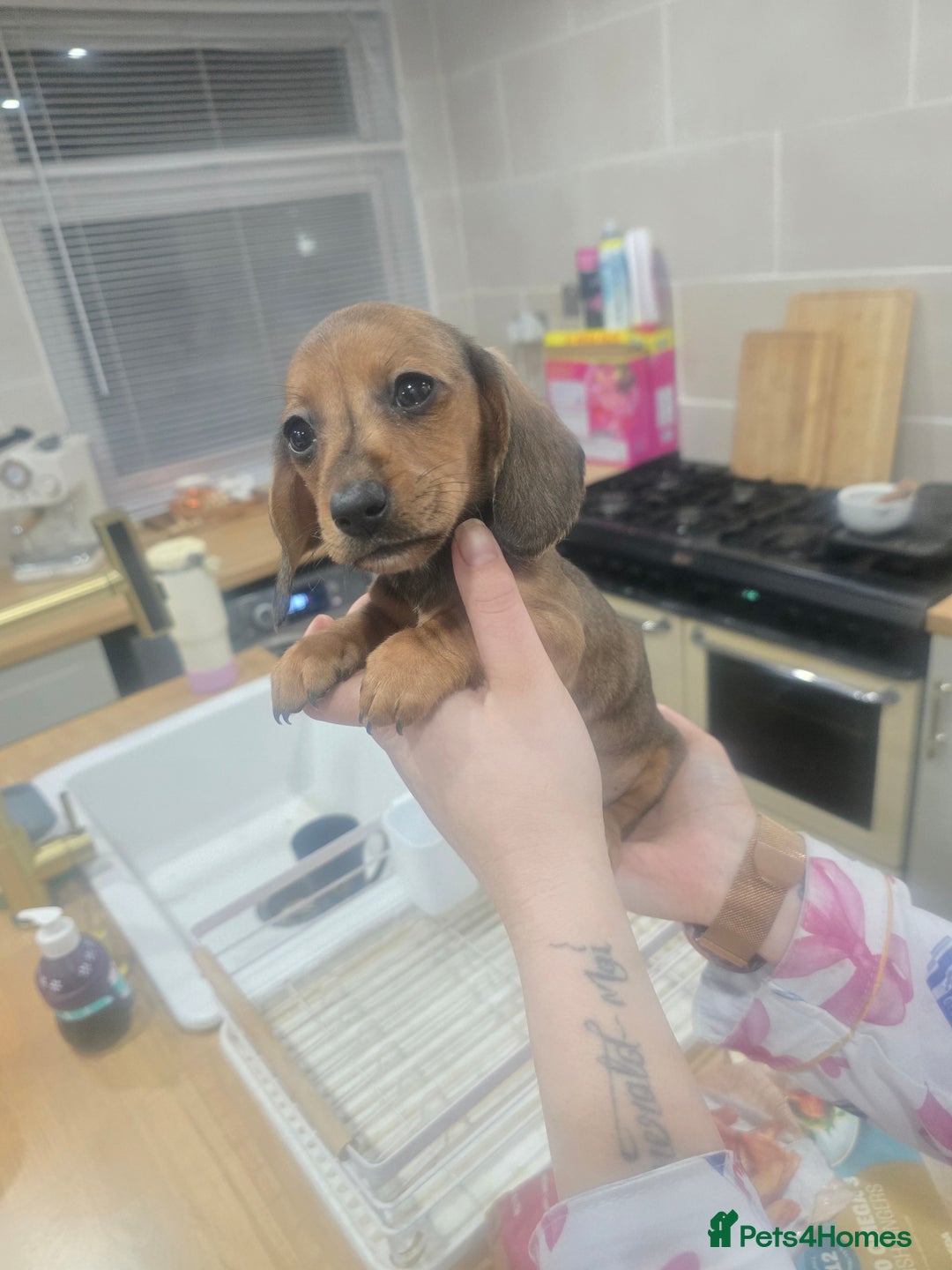 Dachshund dogs for sale: Dachsund puppies for sale  - Advert 15