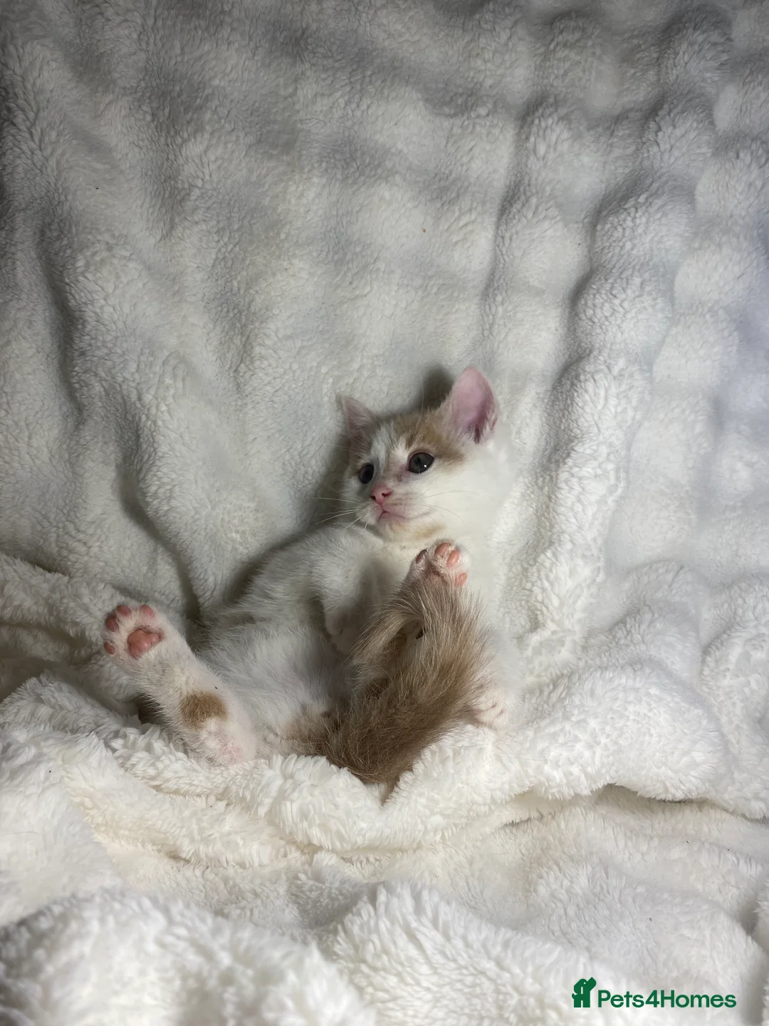 Mixed Breed cats for sale: 3 Adorable Kittens Ready For Their New Home🏡 - Advert 8