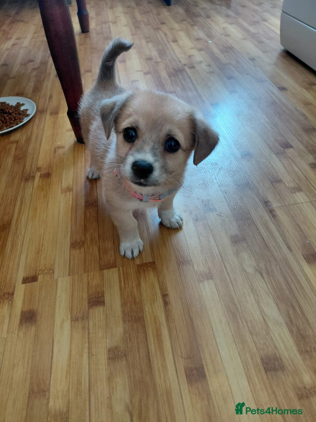 Mixed Breed dogs for adoption: 🌸Little HARA🌸- gentle, grateful and full of love - Advert 30