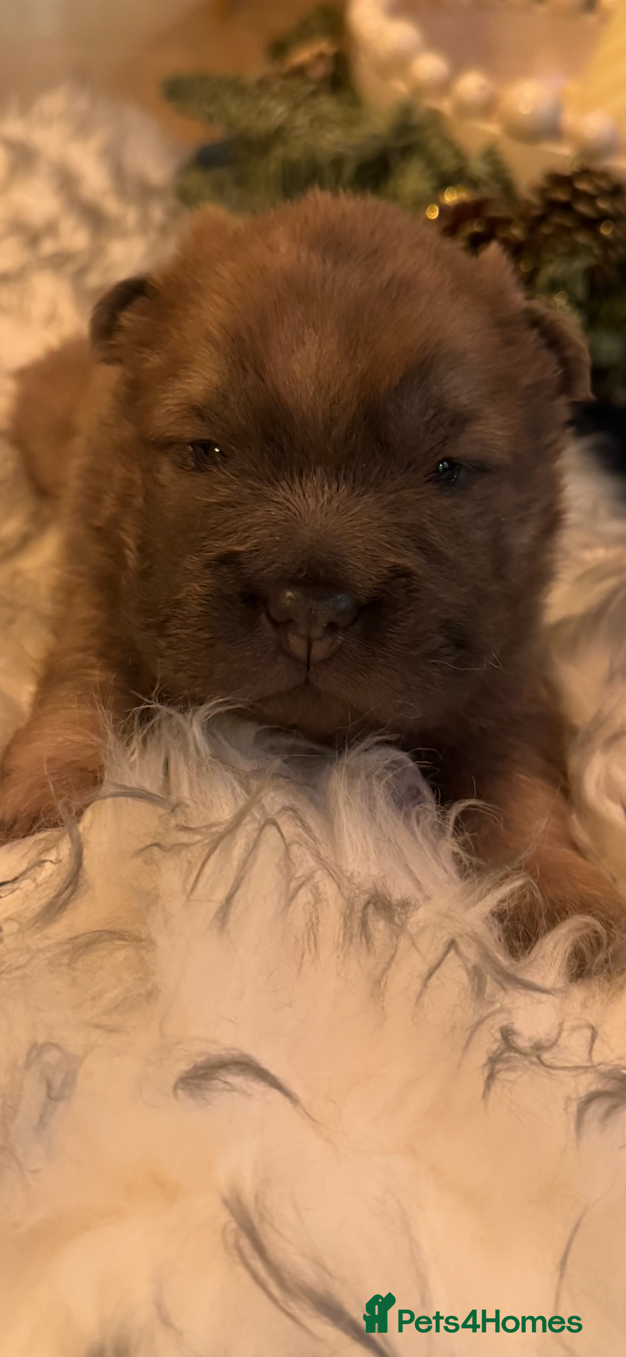 Shar Pei dogs 4 Gorgeous bears  - Advert 5