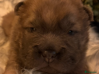 Shar Pei dogs 4 Gorgeous bears - Advert 5