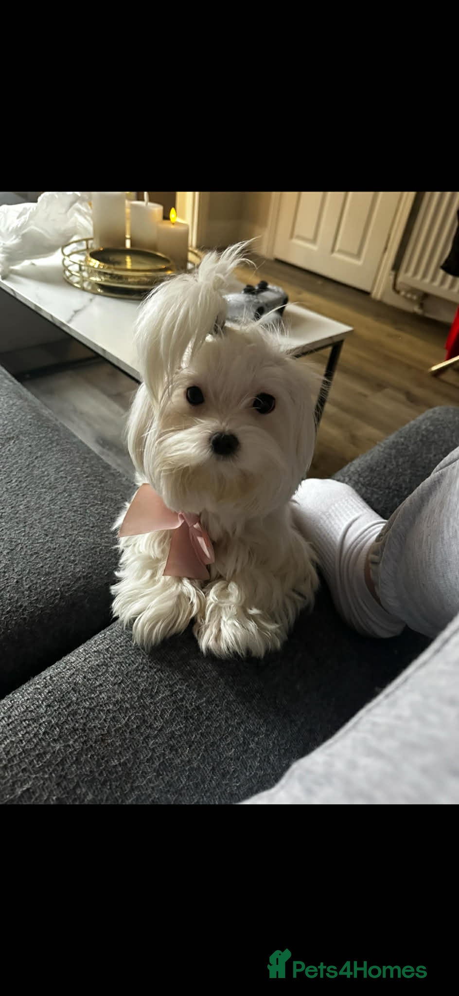Maltese dogs Mini Maltese Girl 2 years ready now ❗🩷 - Advert 8