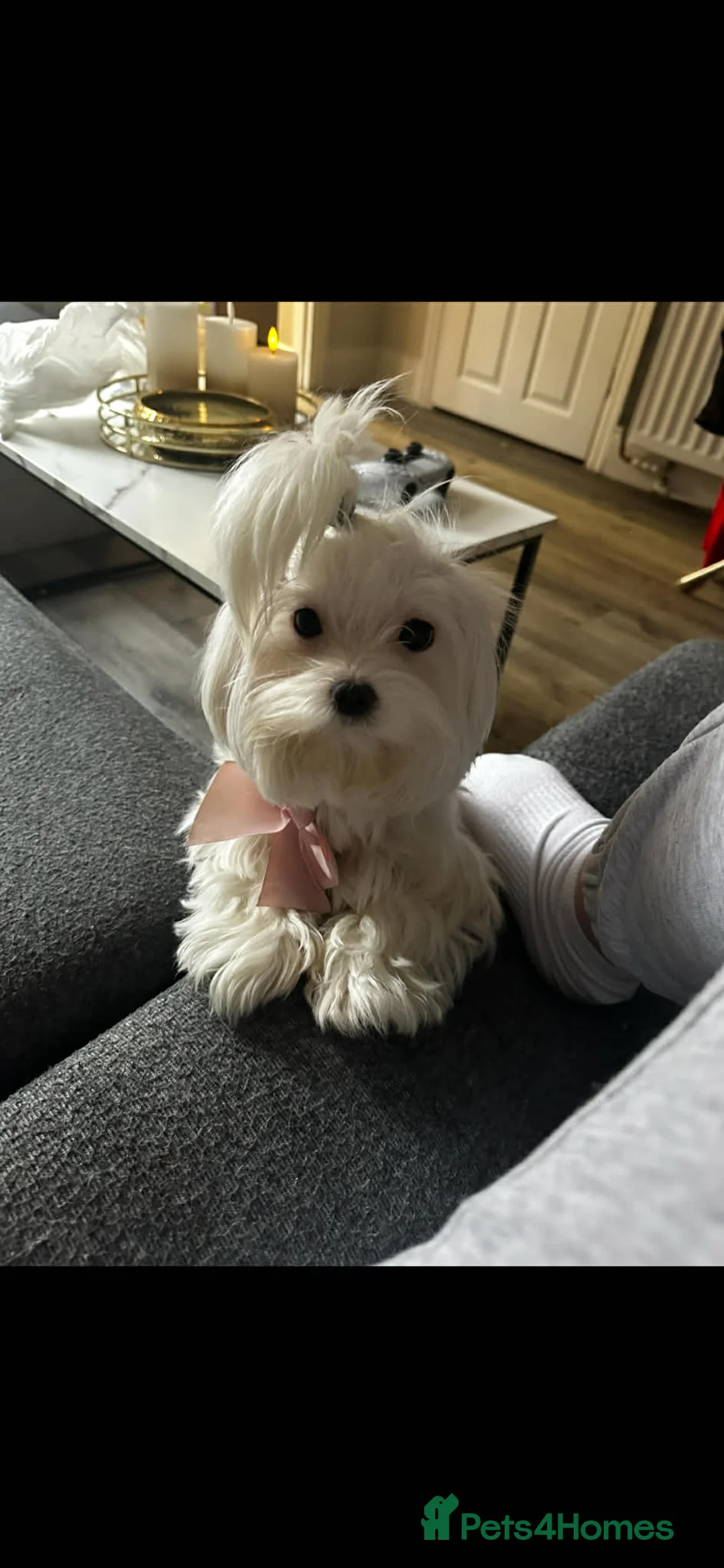 Maltese dogs for sale: Mini Maltese Girl 2 years ready now ❗🩷 - Advert 2