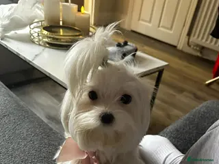 Maltese dogs Mini Maltese Girl 2 years ready now ❗🩷 - Advert 8