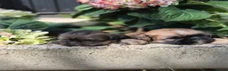 Shih Tzu dogs for sale: Shih Tzu Puppies - Advert 18